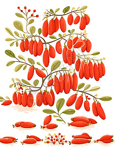 红色的枸杞果实背景图片