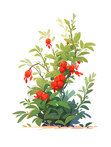 红果实枸杞红绿叶插画