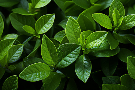 植物水滴素材绿叶上的水珠背景