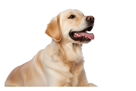 快乐金色猎犬背景图片