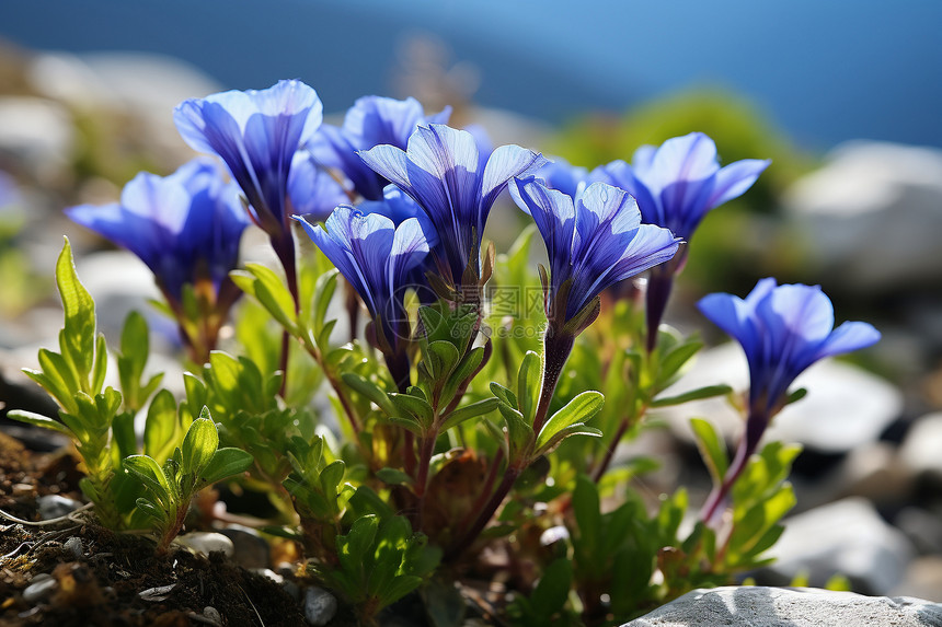 高山花海图片