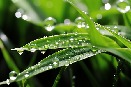 水滴晶莹绿叶晶莹的自然美背景