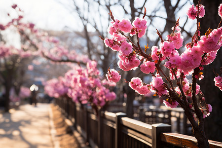 樱花季节樱花盛开的公园背景