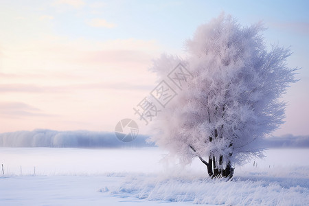 冰雪漫天北海道晨曦背景图片