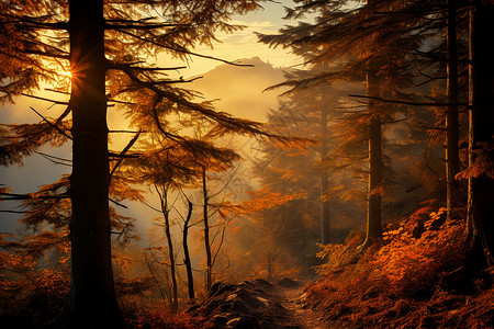 迷雾中的树林小径背景图片