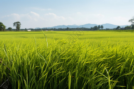 青山绿田背景