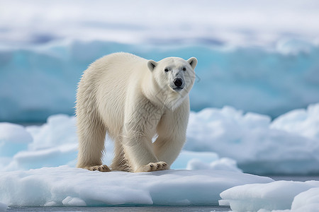 北极海域浮冰上一只北极熊高清图片