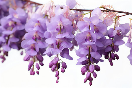 紫藤花枝背景