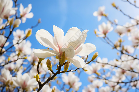 绽放的白色花朵高清图片