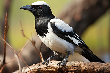 鸟与森林黑白鹊鸟栖息于森林中背景