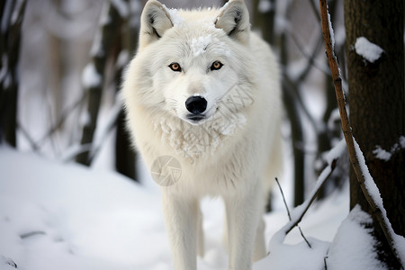 冬季森林中的白狼图片素材