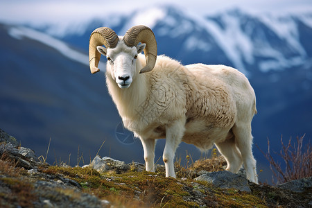 白羊征服高山背景