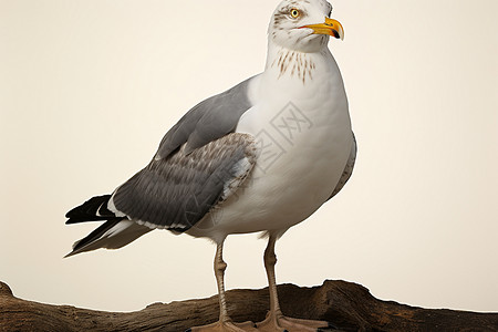 一只白色的海鸥背景图片