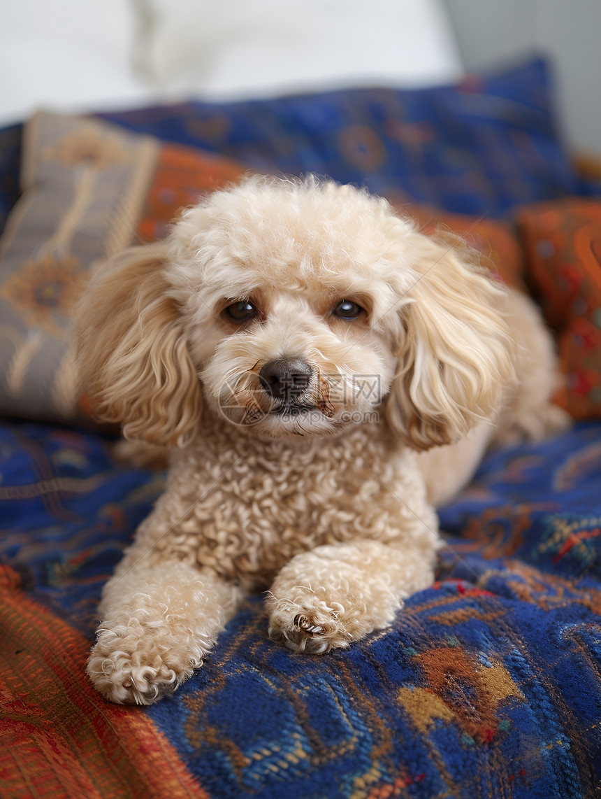 房间内的宠物犬图片