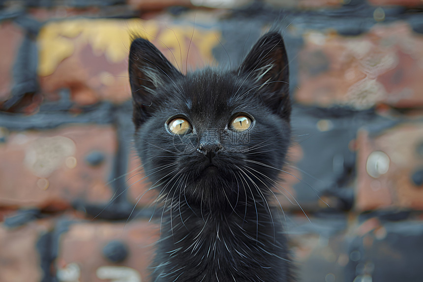墙壁前的黑色小猫图片
