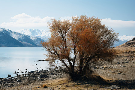 湖边的大树背景图片