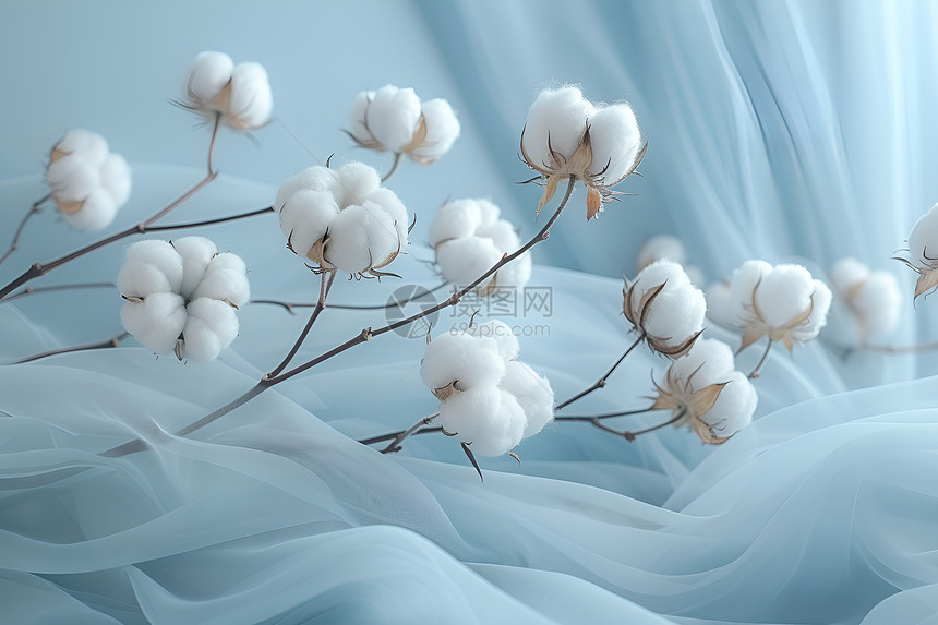柔和色彩中的棉花丛图片