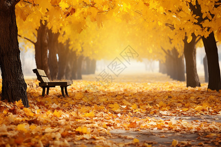 秋季小路上的落叶背景图片