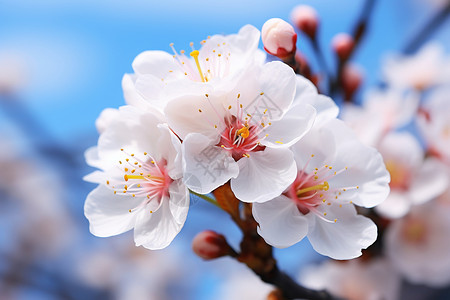 美丽的樱花清新春天的樱花背景