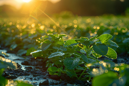 能源可持续阳光映照下的蔬菜背景