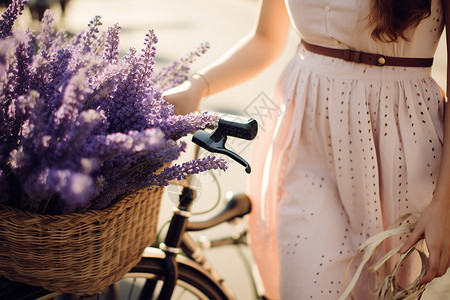 薰衣草和自行车背景图片