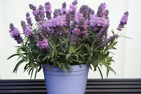 紫色盆栽背景图片