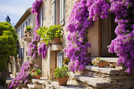 紫色花朵绽放在房子一侧的石墙上背景