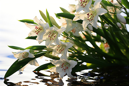 漂浮百合花朵水上漂浮着一束白色花朵背景