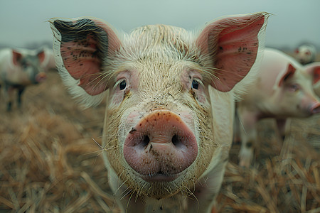 农场中的猪粉红耳朵高清图片