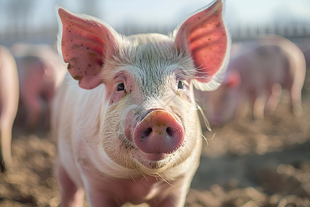 动物养殖精心呵护的猪场背景