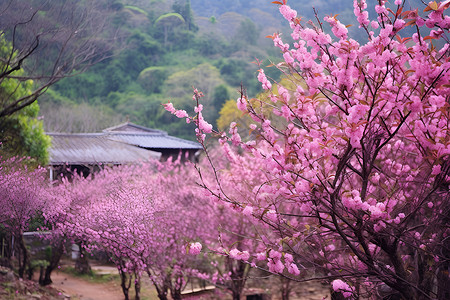 粉色花海桃花哈梅林高清图片