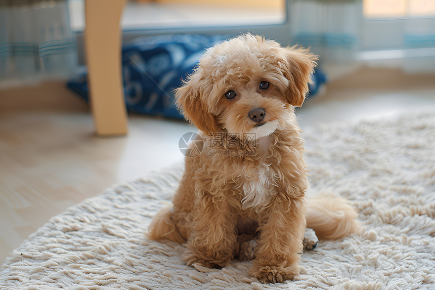 可爱贵宾犬图片