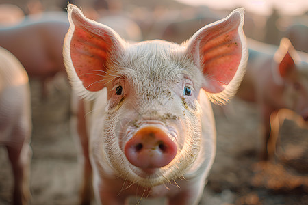 粉红猪一只粉红耳朵的猪背景