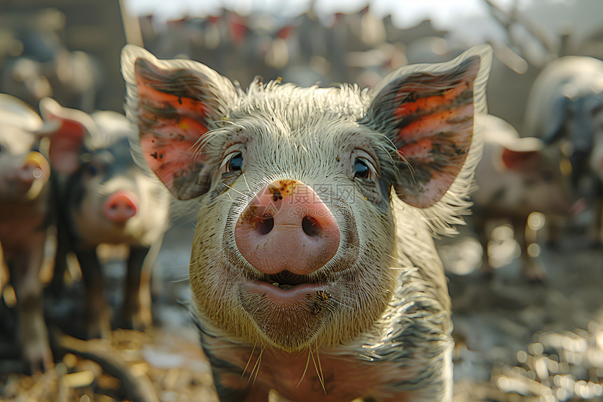 农场里的猪群图片