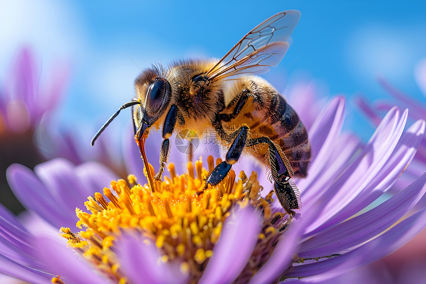 蜜蜂停在雏菊上图片
