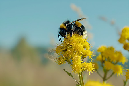 蜜蜂在一朵金黄色的红藤花上高清图片