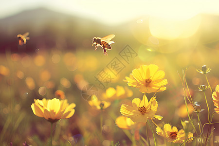 花丛中情侣蜜蜂飞舞在花丛中背景