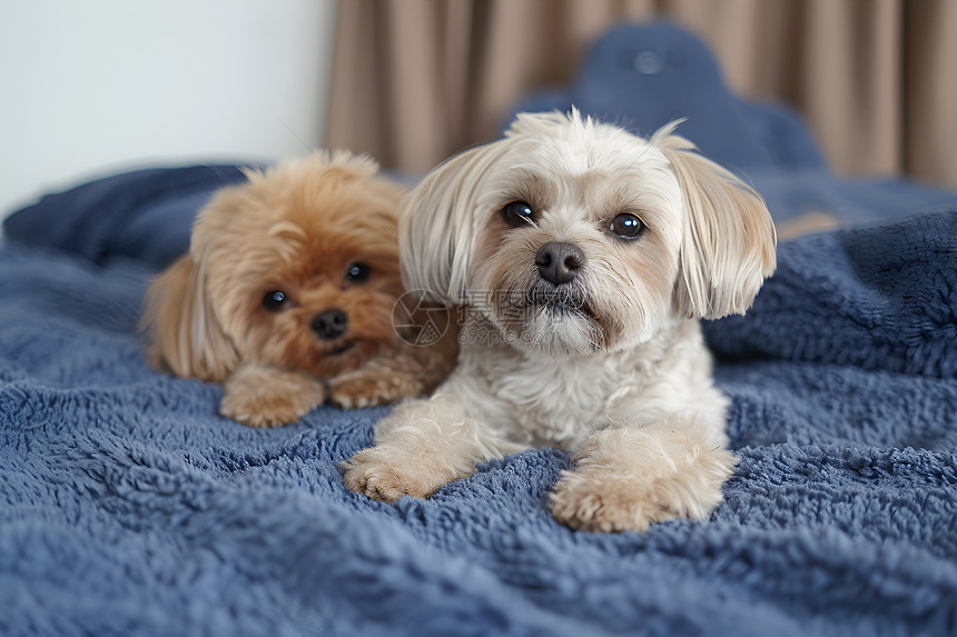 两只小狗在沙发上图片