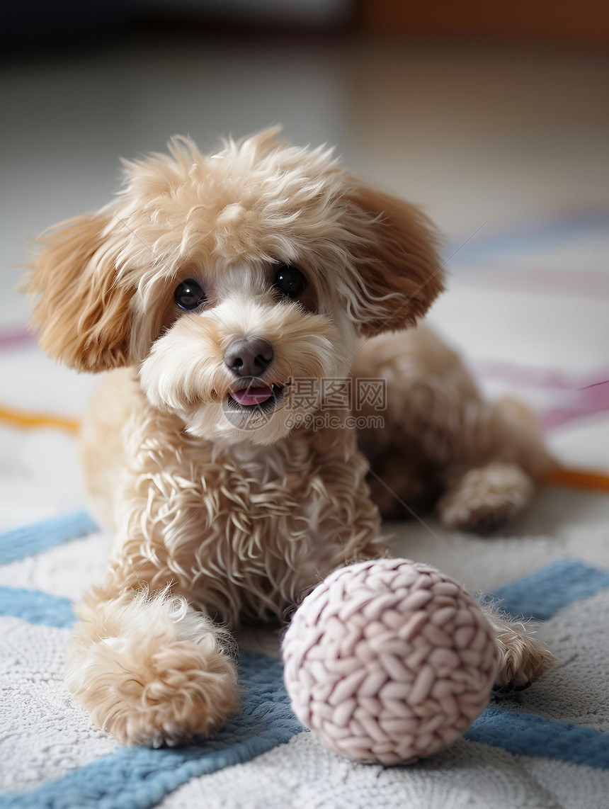 玩毛绒球的小狗图片