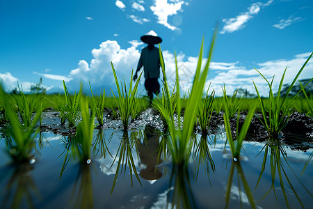 水面反射稻苗与农民背景