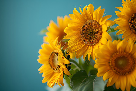 老师花束向阳的花束背景