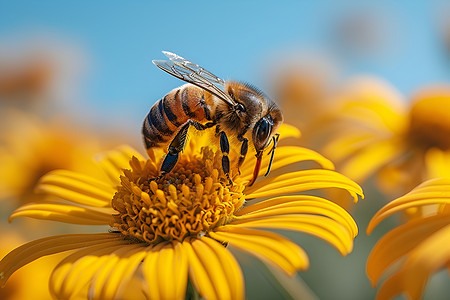 飞舞的蜜蜂蜜蜂恋黄花背景