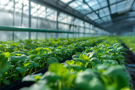 农业温室未来智能农业背景