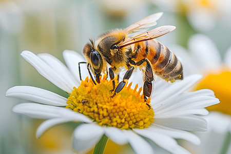 蜜蜂品尝白雏菊背景图片