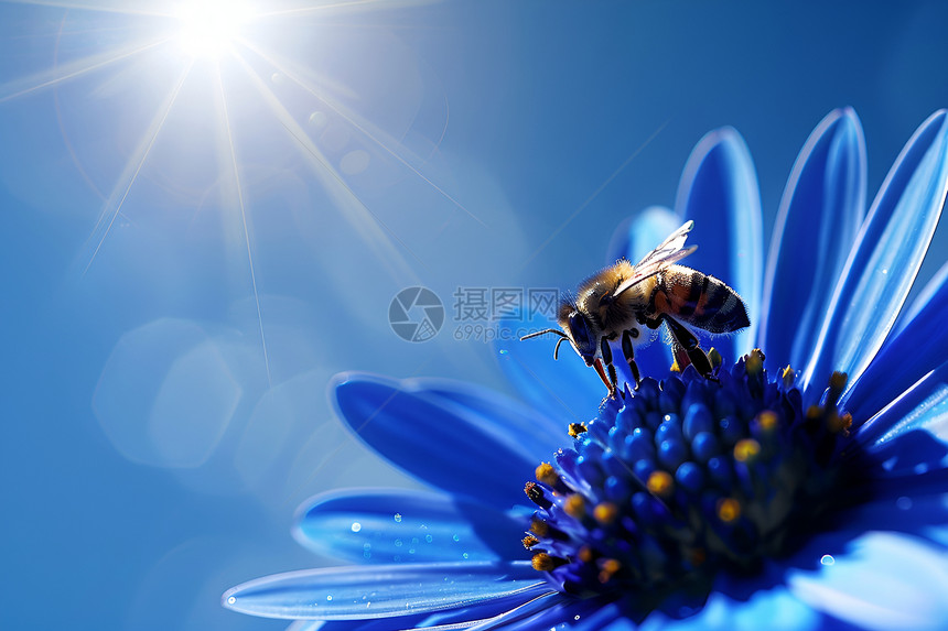 蜜蜂穿梭于深蓝花瓣之间图片
