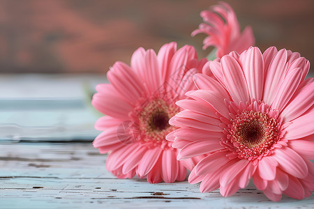 粉色的鲜花盛开背景图片