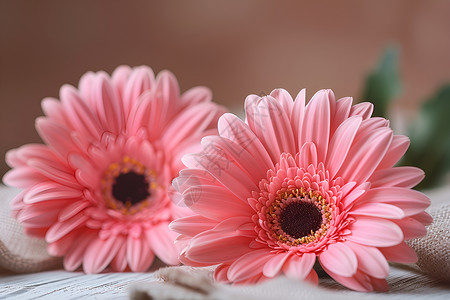 粉色非洲菊的特写背景图片