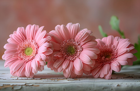 美丽的粉色非洲菊背景图片