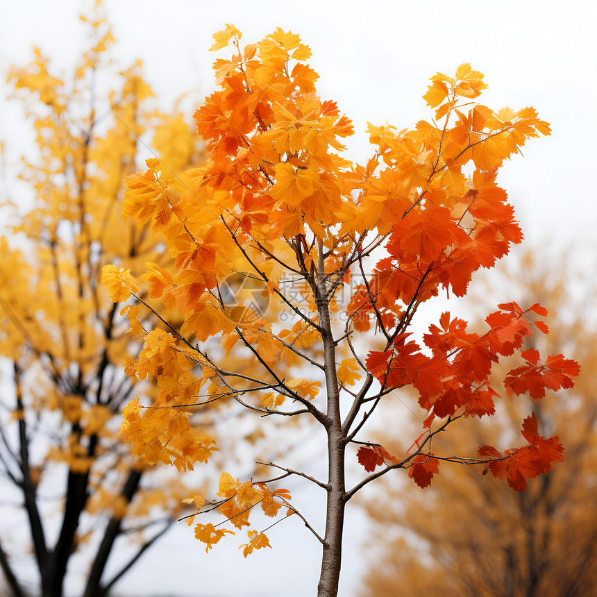 秋叶孤树图片