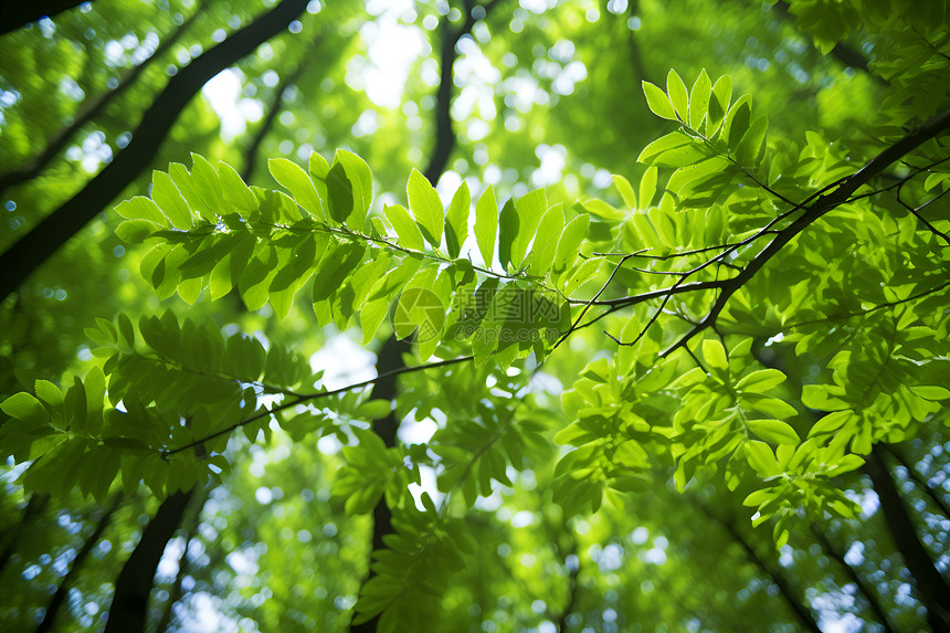 森林的绿叶图片